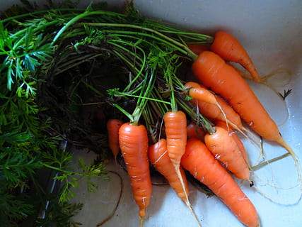  Vegan商标在素食食谱中最便宜的替代蛋白的方法