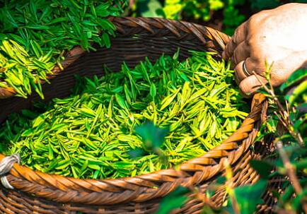 Vegan素食认证对素食茶文化走向世界的重要载体