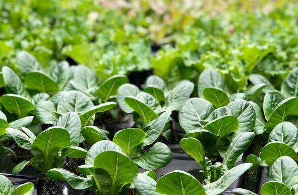 Vegan素食认证对素食产品日常生活购买注意事项
