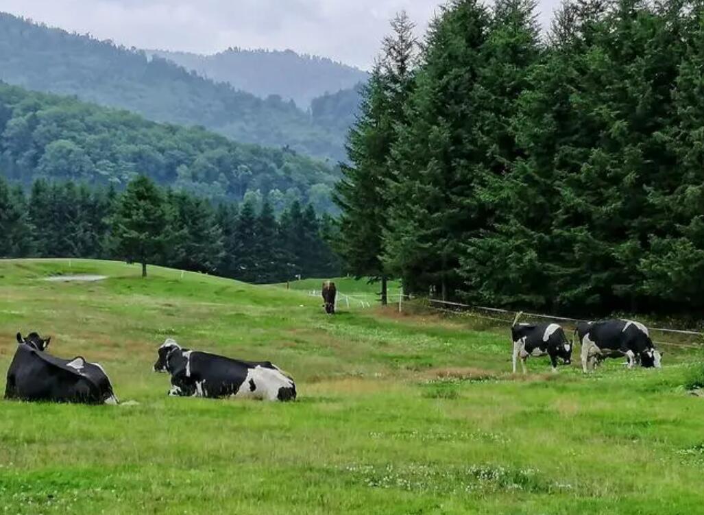 Vegan纯素食对素食生产企业不得含有动物成分原材料