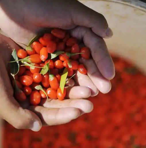 Vegan素食认证对纯素食消费者挑选标签可持续方案