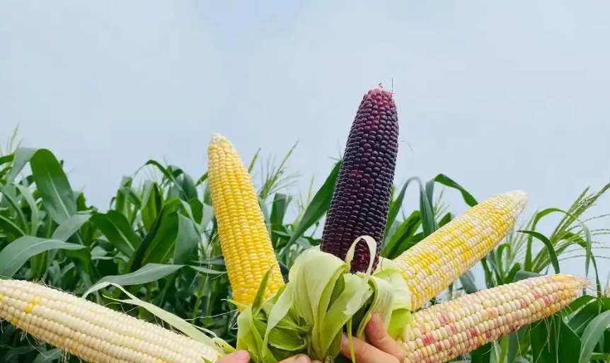 vegan素食对素食主义者购买挑选食品认准vegan吊牌标签